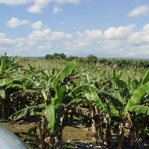 Agricultural